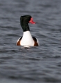 Bergeend _Maart 2012_06